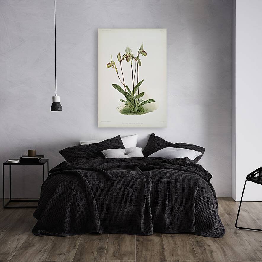 Cypripedium argus from Reichenbachia Orchids 1888-1894 illustrated by Frederick Sander 1847-1920.  Reproduction