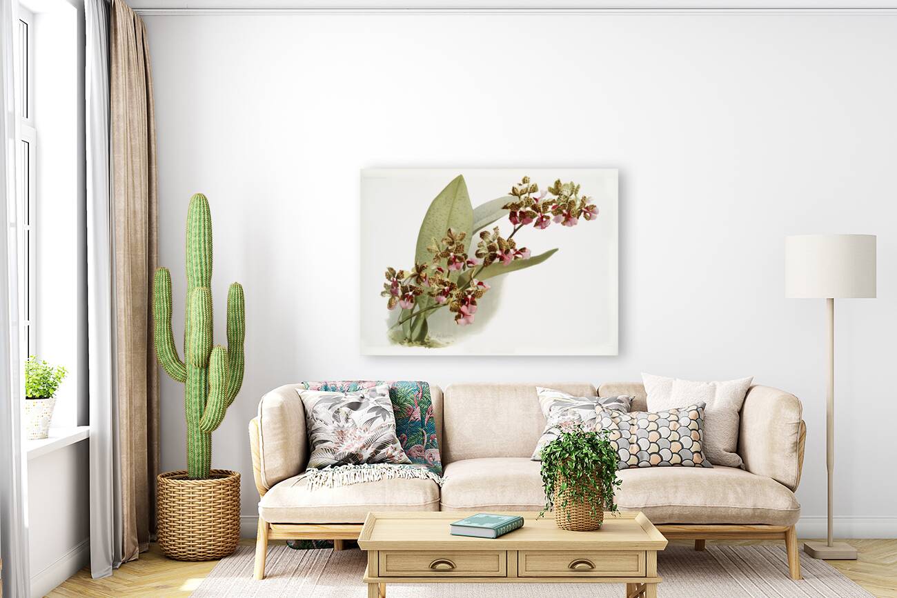 Oncidium lanceanum from Reichenbachia Orchids 1888-1894 illustrated by Frederick Sander 1847-1920.  Reproduction