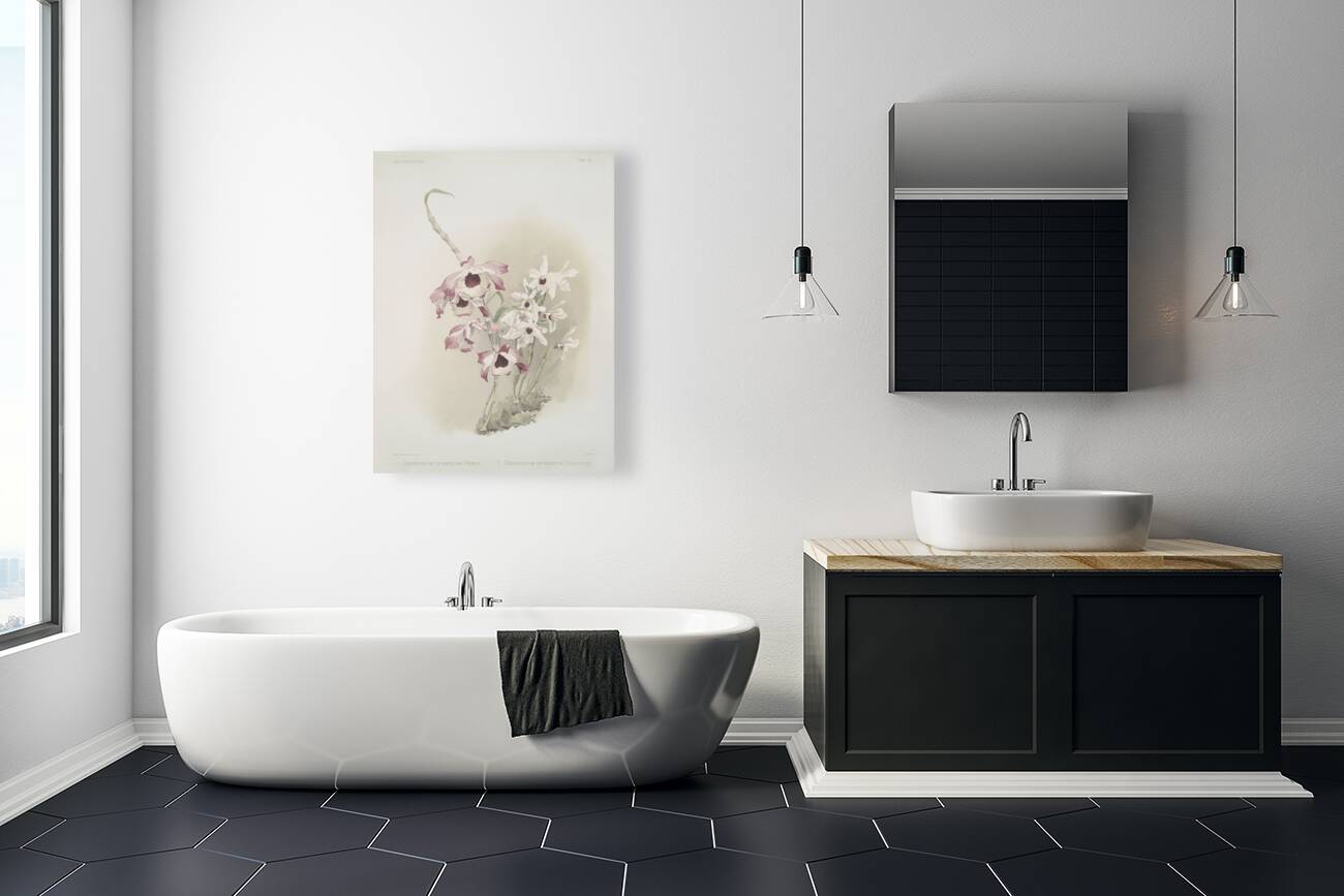 Dendrobium hybridum venus Dendrobium hybridum cassiope from Reichenbachia Orchids 1888-1894 illustrated by Frederick Sander 1847-1920.  Reproduction