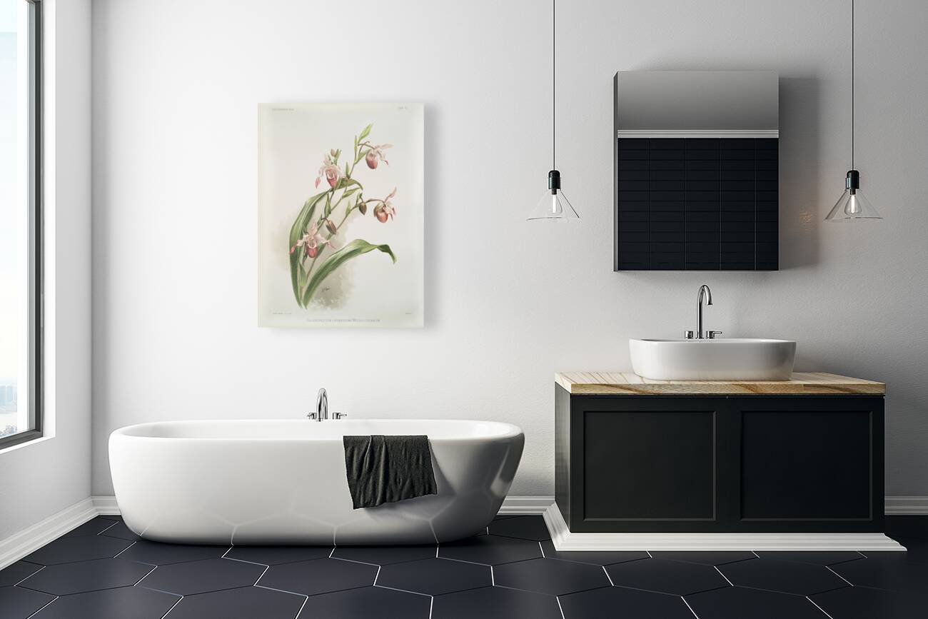 Selenipedium hybridum weidlichianum from Reichenbachia Orchids 1888-1894 illustrated by Frederick Sander 1847-1920.  Reproduction