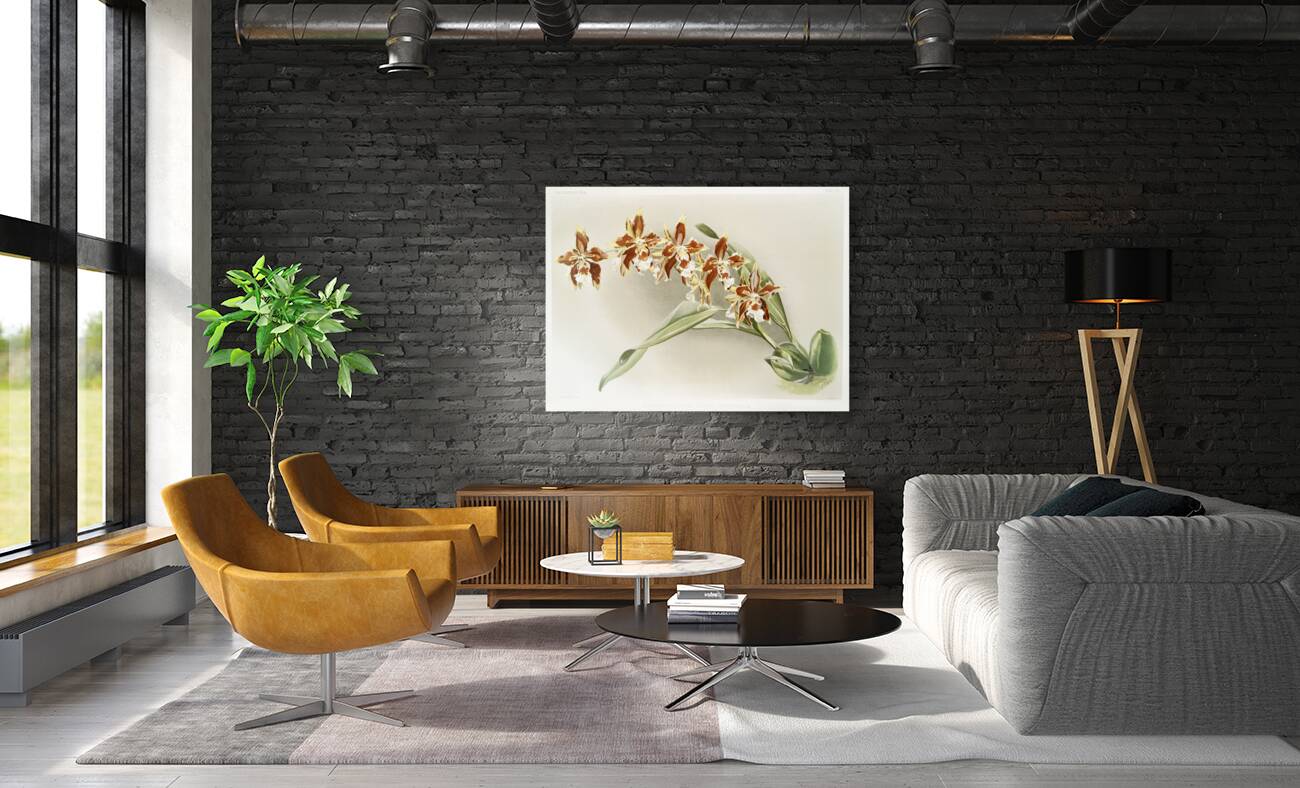 Odontoglossum luteo-purpureum from Reichenbachia Orchids 1888-1894 illustrated by Frederick Sander 1847-1920.  Reproduction