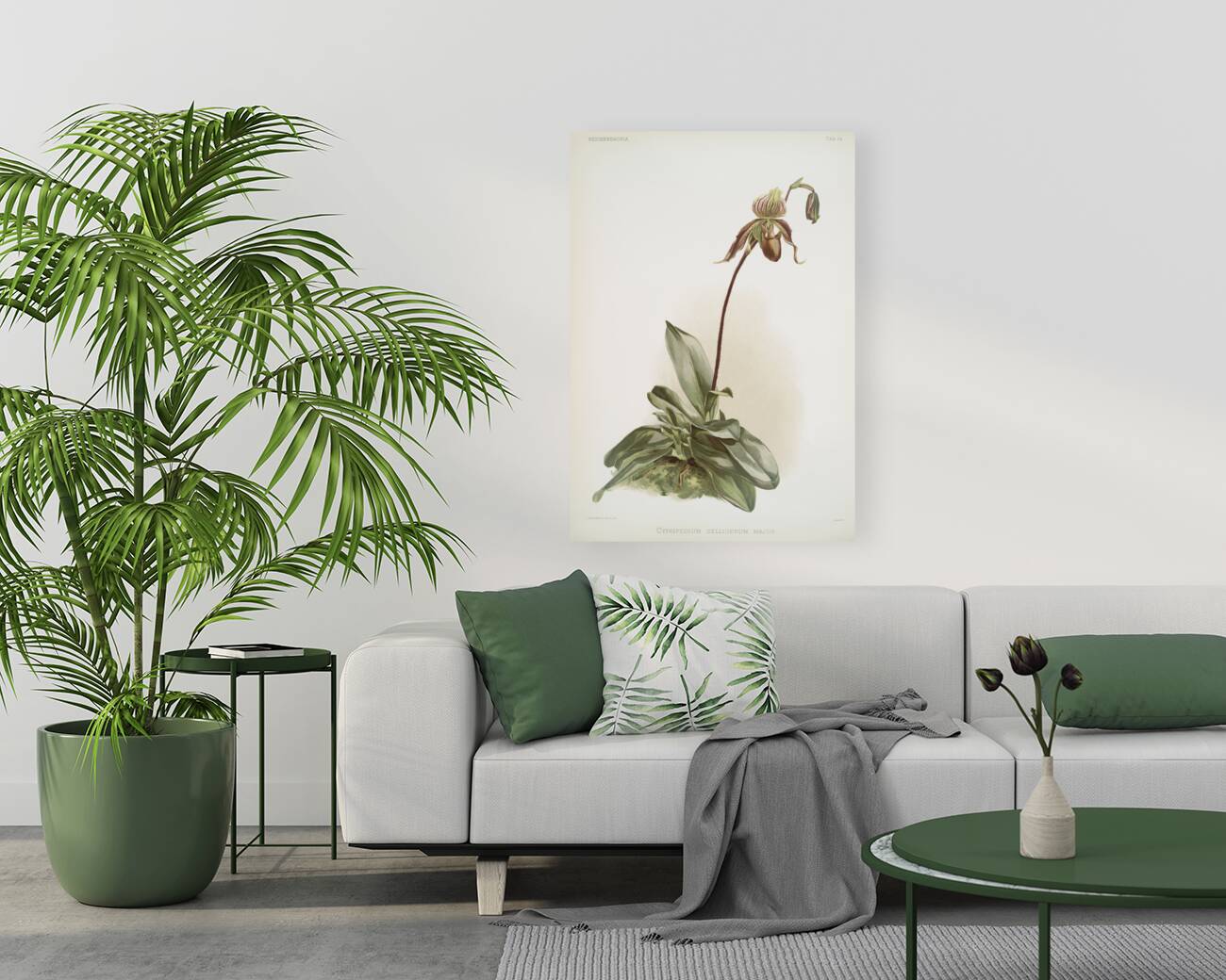 Cypripedium selligerum majus from Reichenbachia Orchids 1888-1894 illustrated by Frederick Sander 1847-1920.  Reproduction