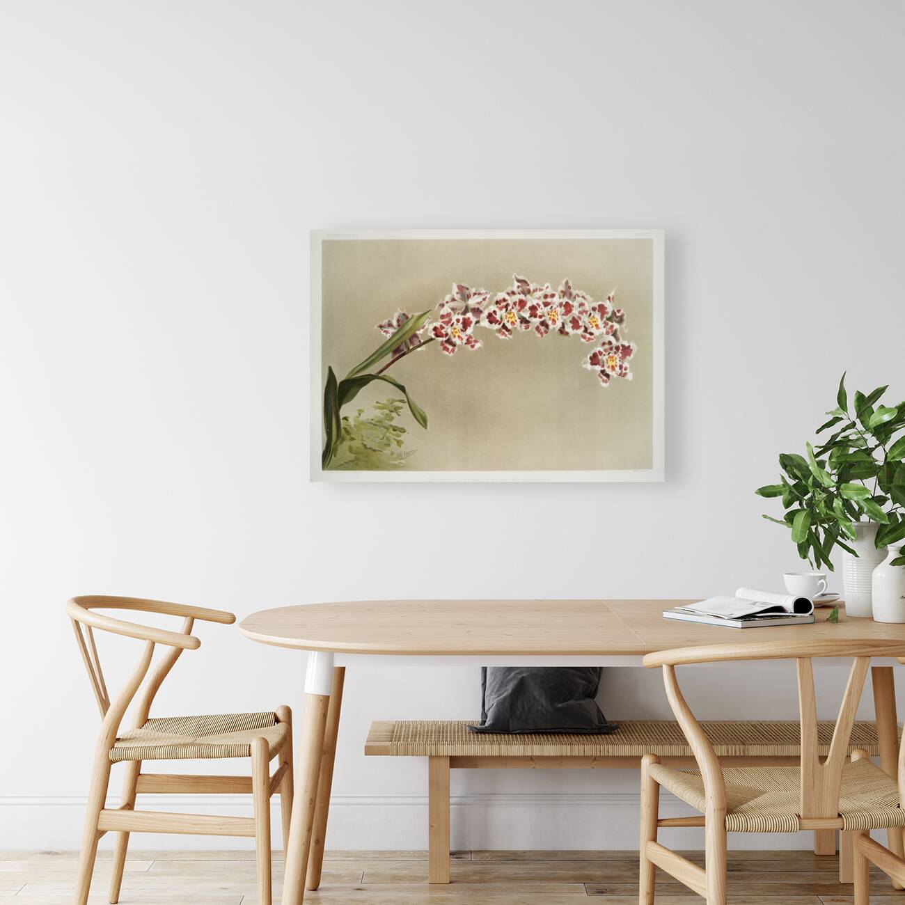 Odontoglossum crispum mundyanum from Reichenbachia Orchids 1888-1894 illustrated by Frederick Sander 1847-1920.  Reproduction