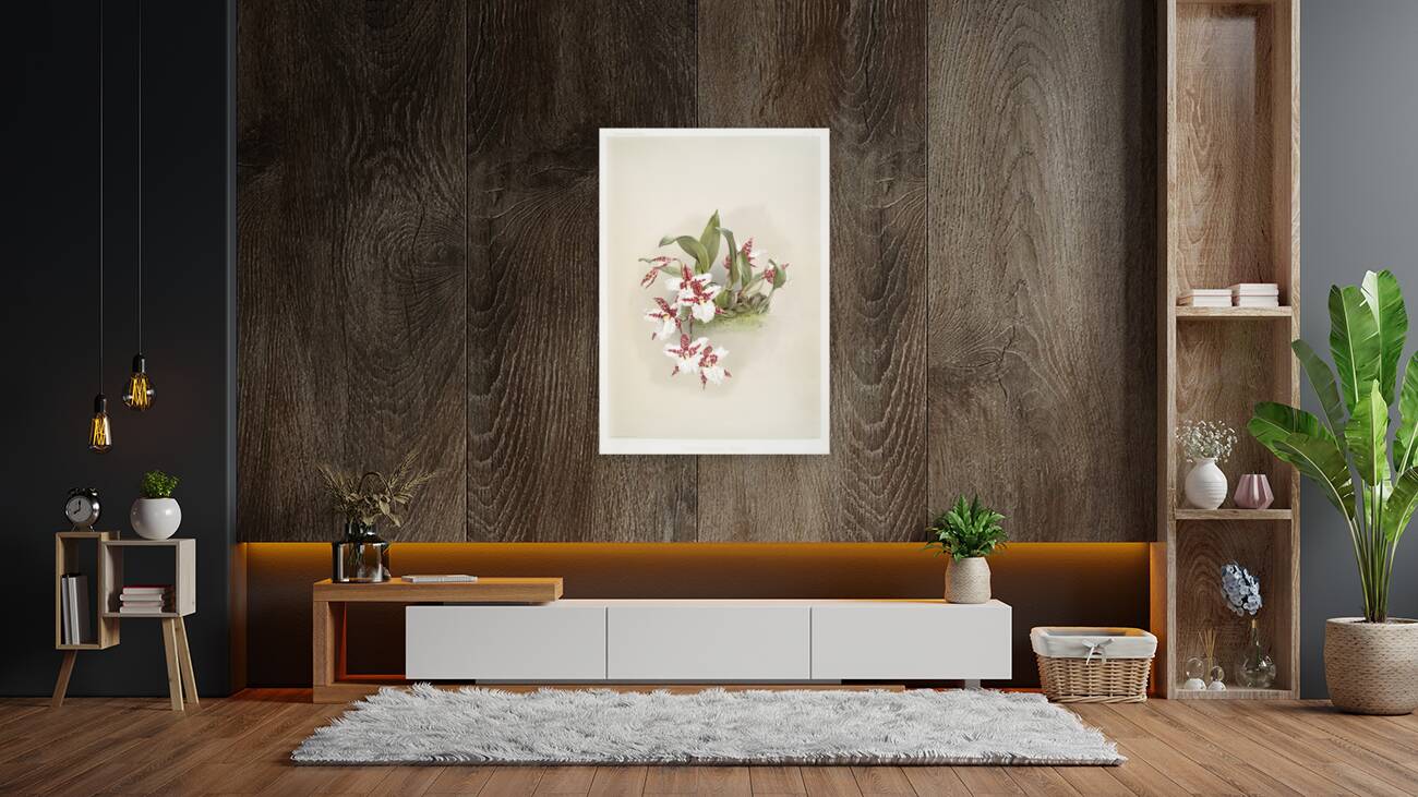 Odontoglossum rossii from Reichenbachia Orchids 1888-1894 by Frederick Sander 1847-1920.  Reproduction