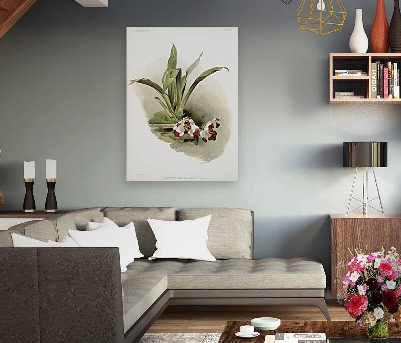 Zygopetalum klabochorum from Reichenbachia Orchids 1888-1894 illustrated by Frederick Sander 1847-1920.  Reproduction