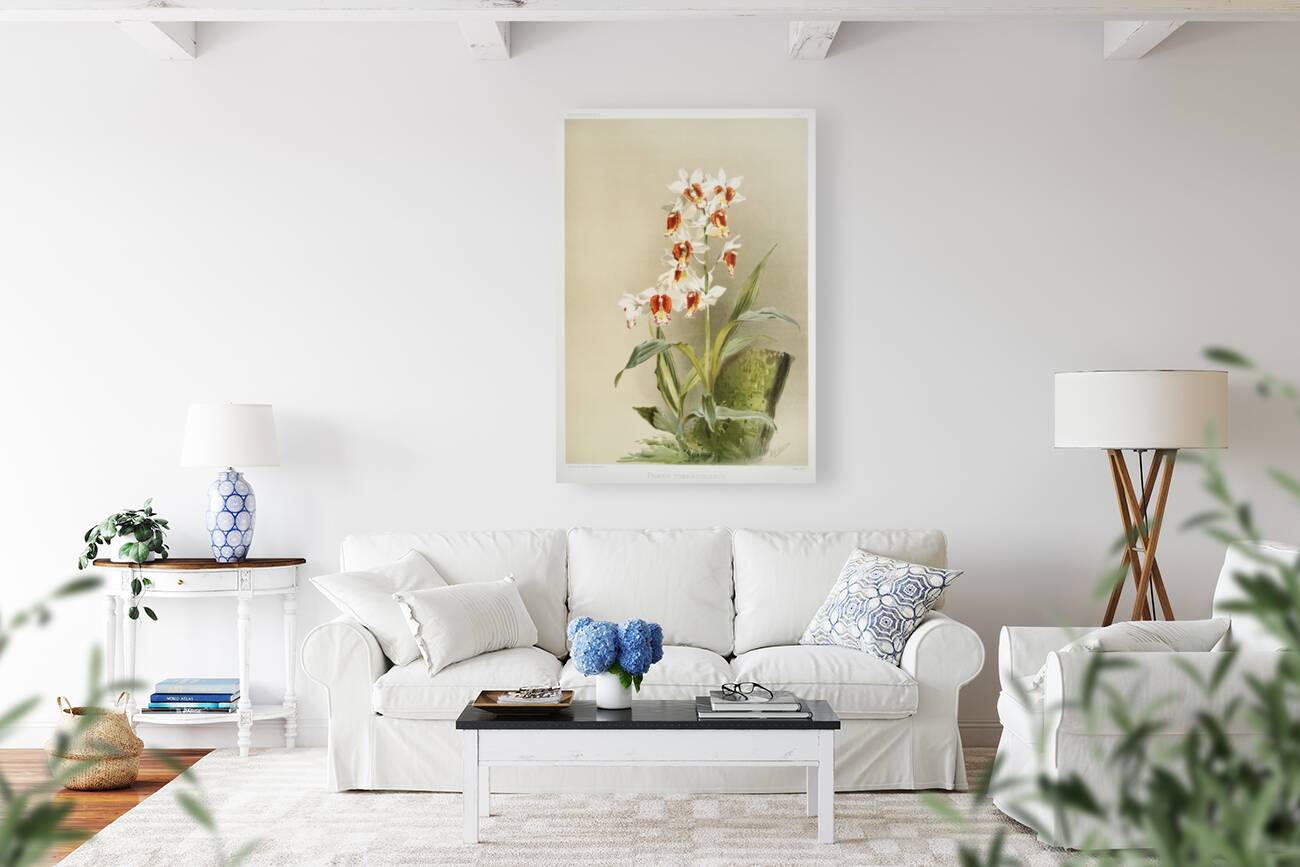 Phaius tuberculosus from Reichenbachia Orchids 1888-1894 illustrated by Frederick Sander 1847-1920.  Reproduction