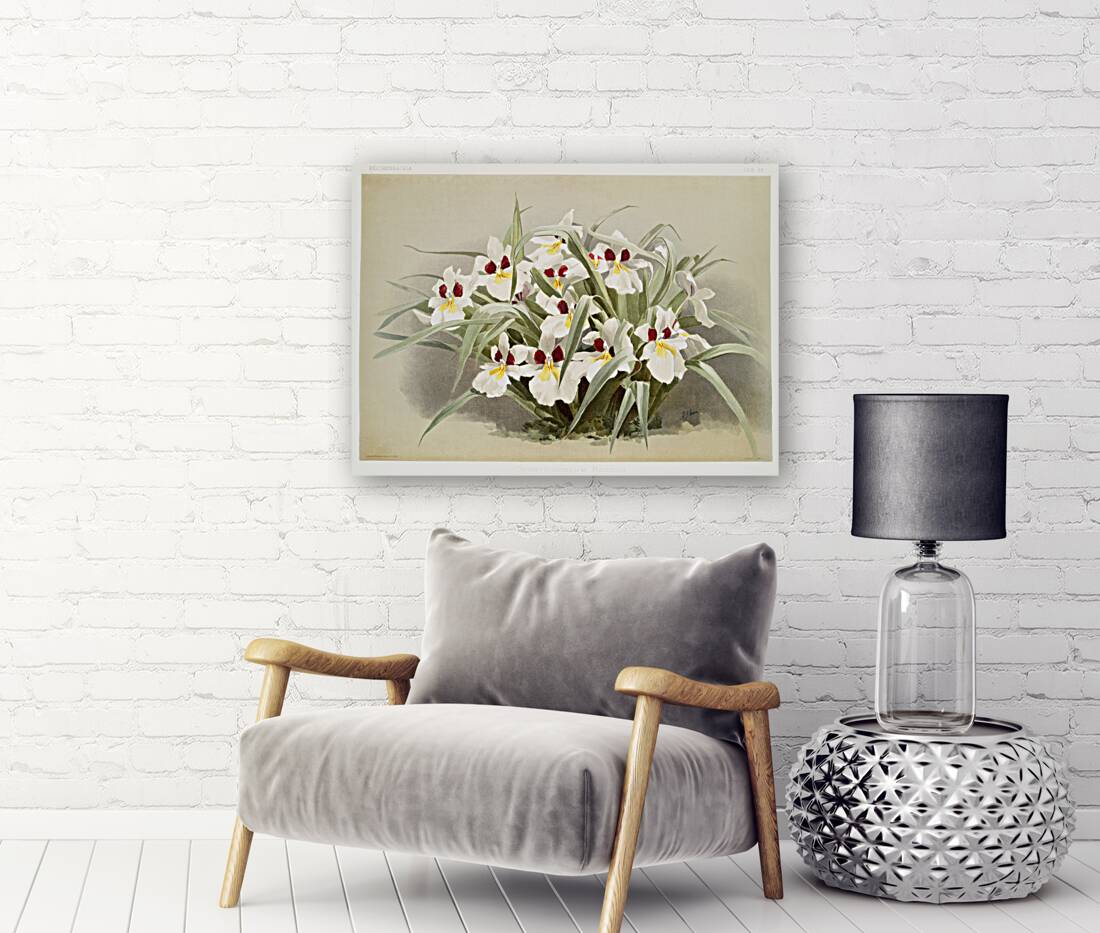 Odontoglossum roezlii from Reichenbachia Orchids 1888-1894 illustrated by Frederick Sander 1847-1920.  Reproduction