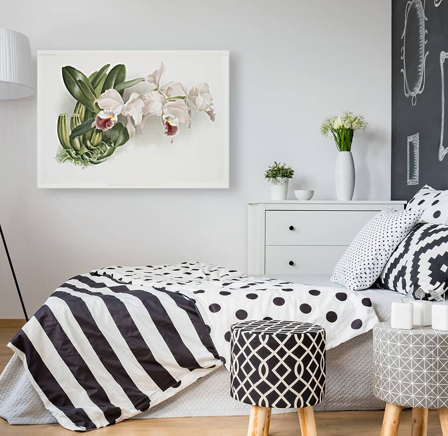 Cypripedium lemoinierianum from Reichenbachia Orchids 1888-1894 illustrated by Frederick Sander 1847-1920.  Reproduction