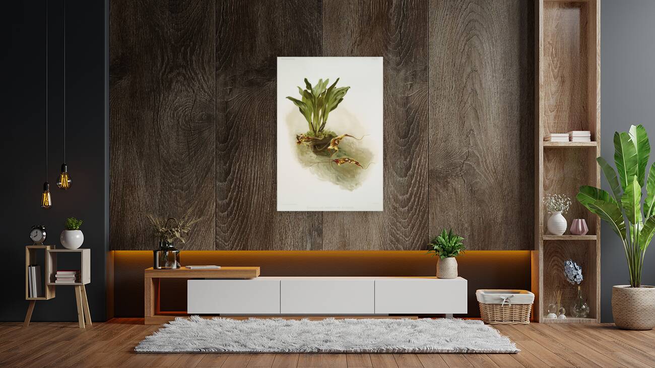 Masdevallia chimæra var mooreana from Reichenbachia Orchids 1888-1894 illustrated by Frederick Sander 1847-1920.  Reproduction