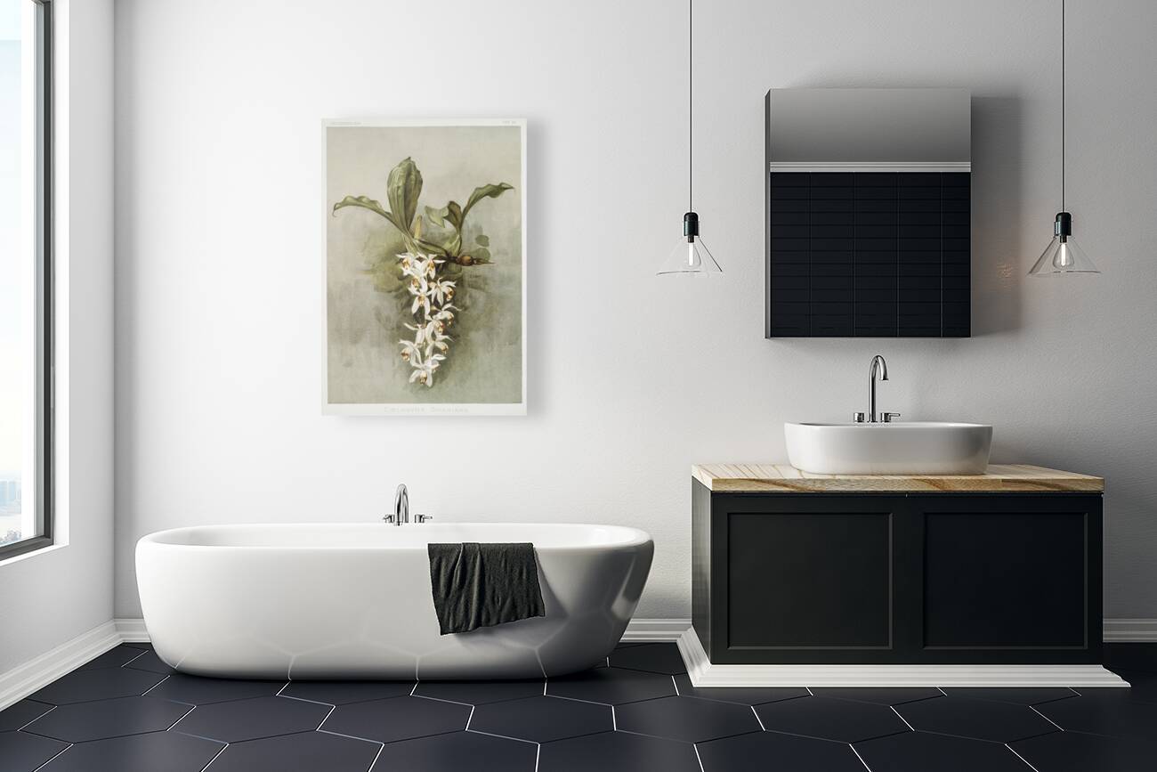 Swains Coelogyne Coelogyne swaniana from Reichenbachia Orchids 1888-1894 illustrated by Frederick Sander 1847-1920.  Reproduction