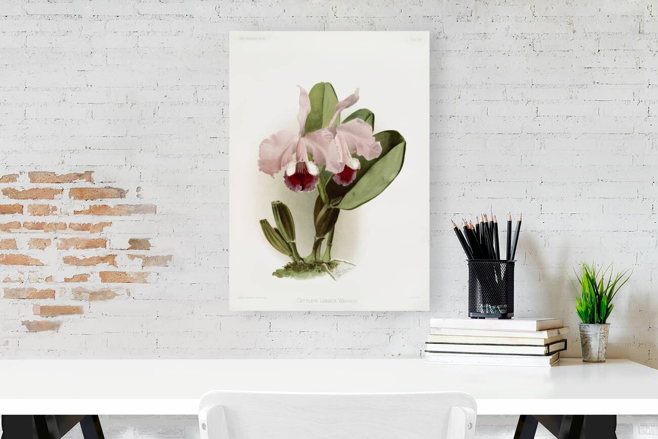 Cattleya labiata warneri from Reichenbachia Orchids 1888-1894 illustrated by Frederick Sander 1847-1920.  Reproduction