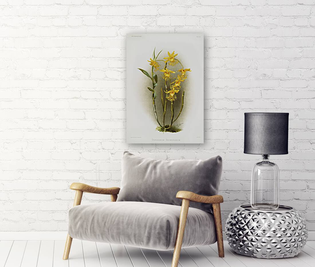 Dendrobium brymerianum from Reichenbachia Orchids 1888-1894 illustrated by Frederick Sander 1847-1920.  Reproduction