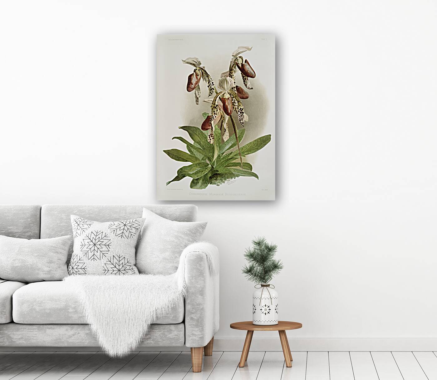 Dendrobium brymerianum from Reichenbachia Orchids 1888-1894 illustrated by Frederick Sander 1847-1920.  Reproduction