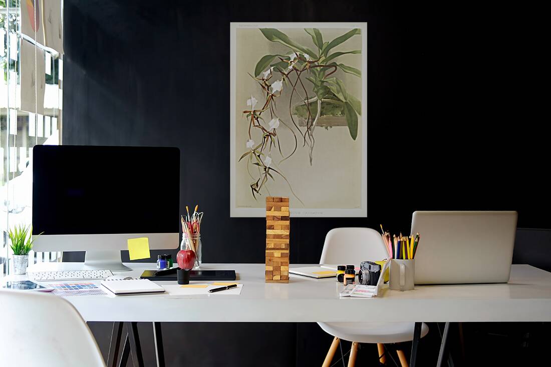 Angræcum caudatum from Reichenbachia Orchids 1888-1894 illustrated by Frederick Sander 1847-1920.  Reproduction