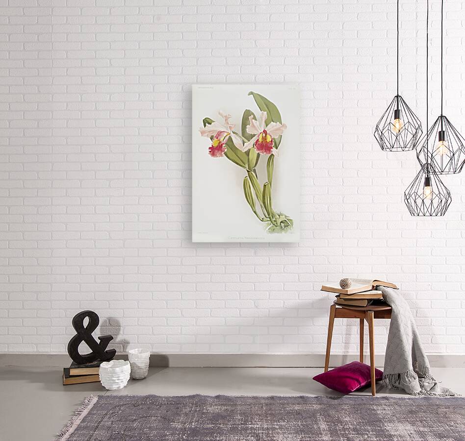 Cattleya warscewiczii from Reichenbachia Orchids 1888-1894 illustrated by Frederick Sander 1847-1920.  Reproduction