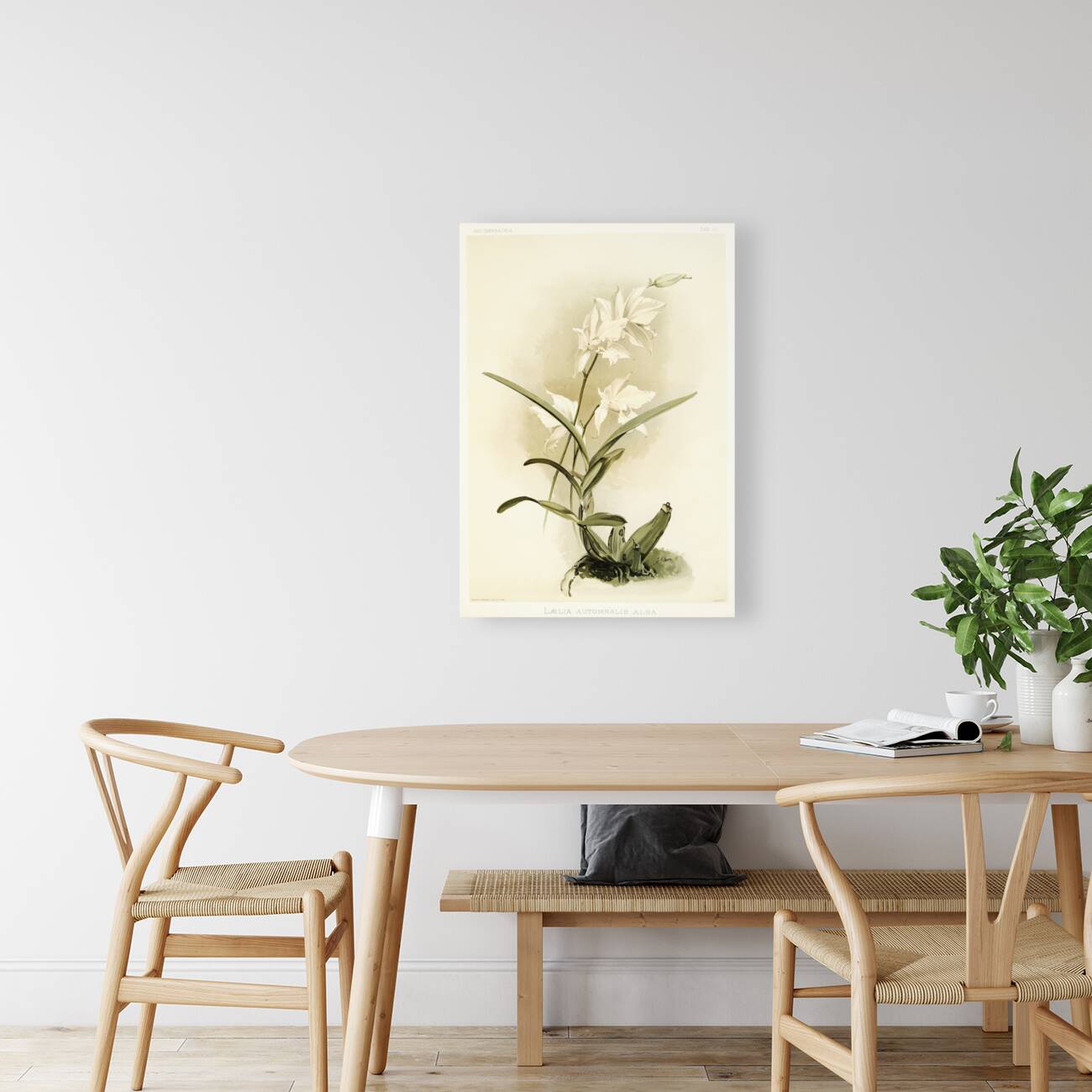 Lælia autumnalis alba from Reichenbachia Orchids 1888-1894 illustrated by Frederick Sander 1847-1920.  Reproduction