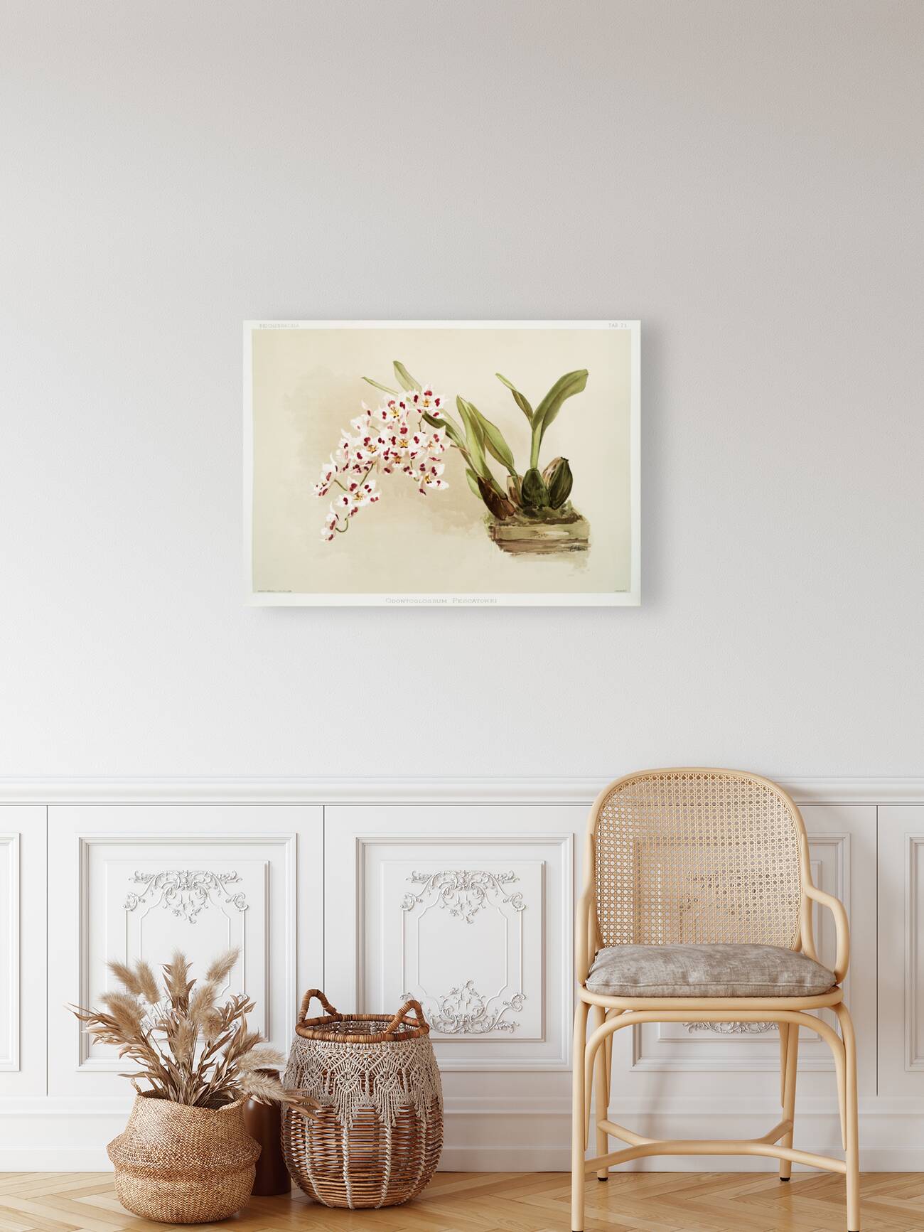 Odontoglossum pescatorei from Reichenbachia Orchids 1888-1894 illustrated by Frederick Sander 1847-1920.  Reproduction