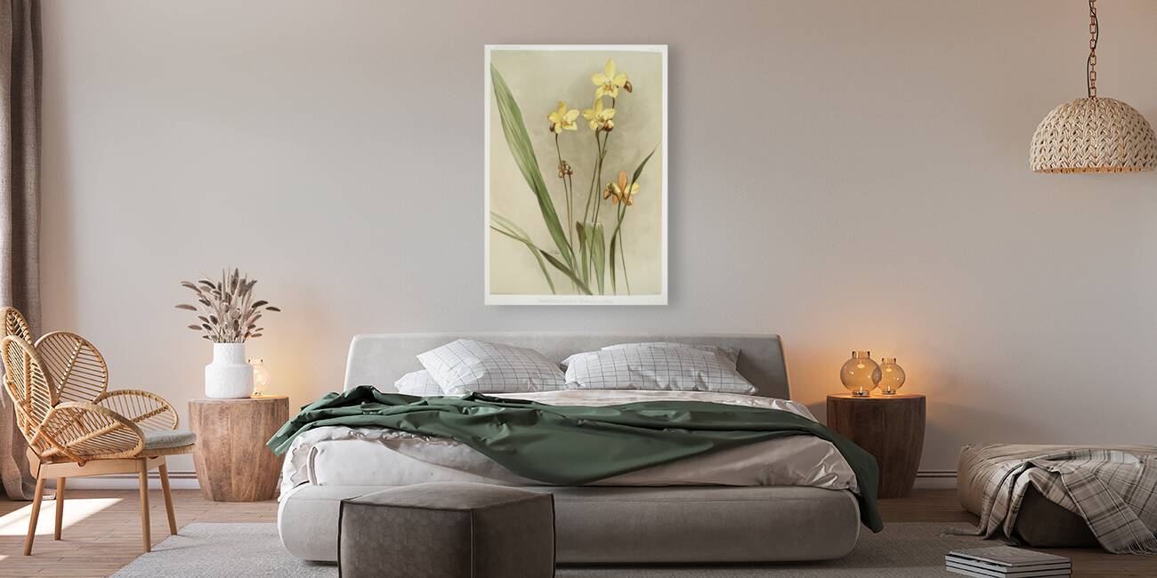 Kimballs Spathoglottis Spathoglottis kimballiana from Reichenbachia Orchids 1888-1894 illustrated by Frederick Sander 1847-1920.  Reproduction