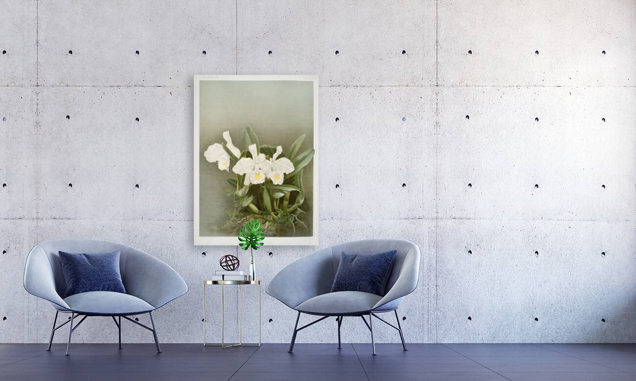 Cattleya trianæ alba from Reichenbachia Orchids 1888-1894 illustrated by Frederick Sander 1847-1920.  Reproduction