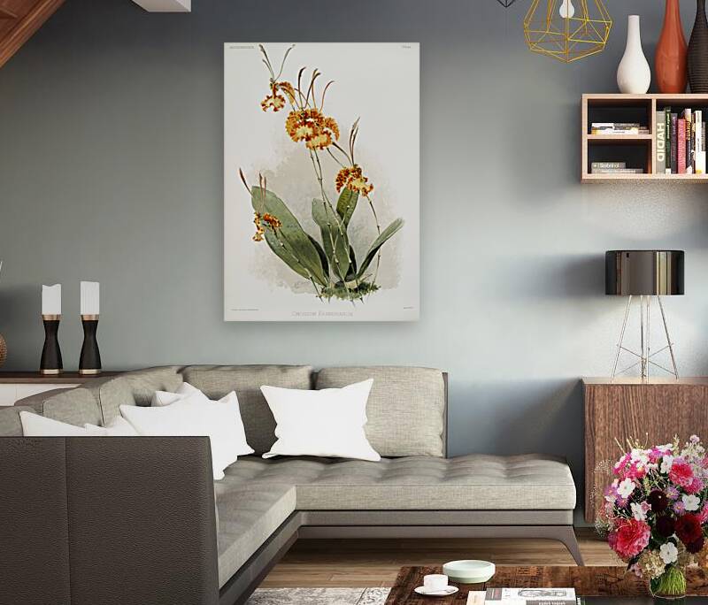 Oncidium kramerianum from Reichenbachia Orchids 1888-1894 illustrated by Frederick Sander 1847-1920.  Reproduction