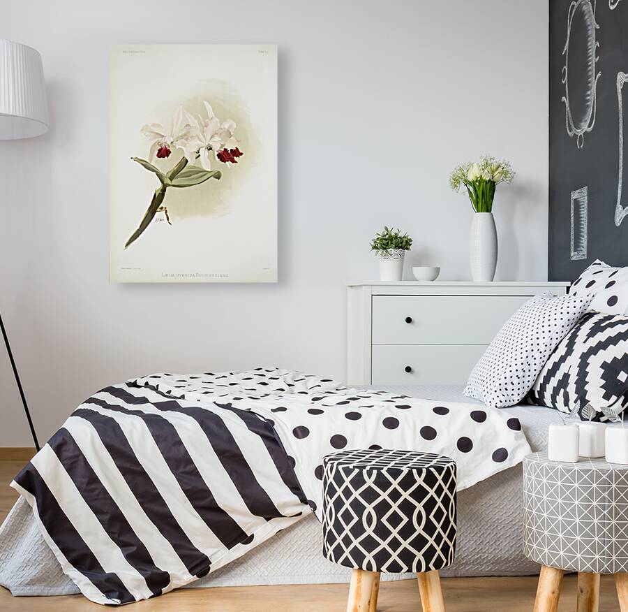 Lælia hybrida behrensiana from Reichenbachia Orchids 1888-1894 illustrated by Frederick Sander 1847-1920.  Reproduction