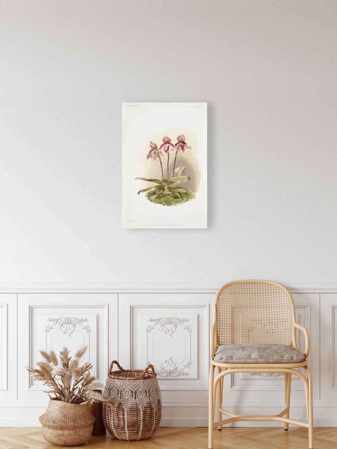 Cypripedium tautzianum from Reichenbachia Orchids 1888-1894 illustrated by Frederick Sander 1847-1920.  Reproduction