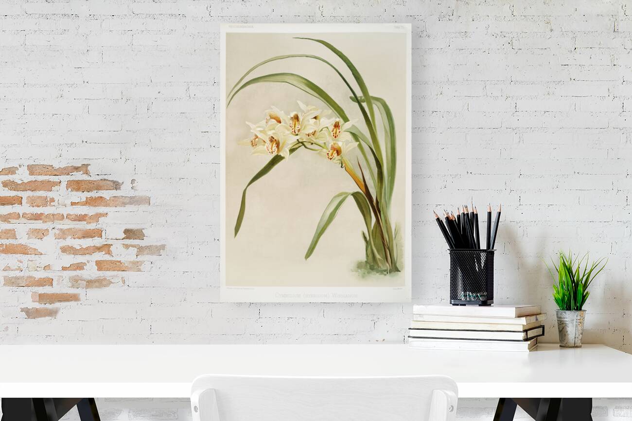 Cymbidium hybridum winnianum from Reichenbachia Orchids 1888-1894 illustrated by Frederick Sander 1847-1920.  Reproduction