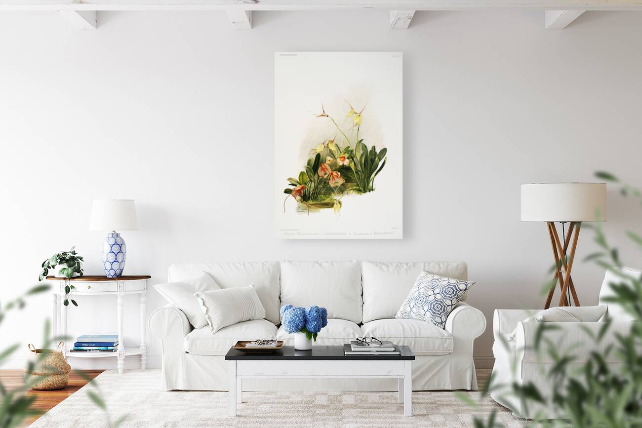 Hybrid masdevallias courtauldiana geleniana and measuresiana from Reichenbachia Orchids 1888-1894 illustrated by Frederick Sander 1847-1920.  Reproduction