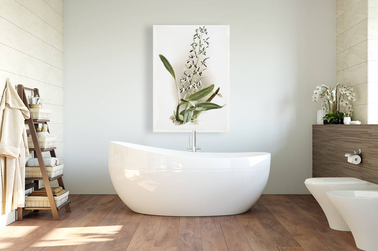 Epidendrum prismatocarpum from Reichenbachia Orchids 1888-1894 illustrated by Frederick Sander 1847-1920.  Reproduction