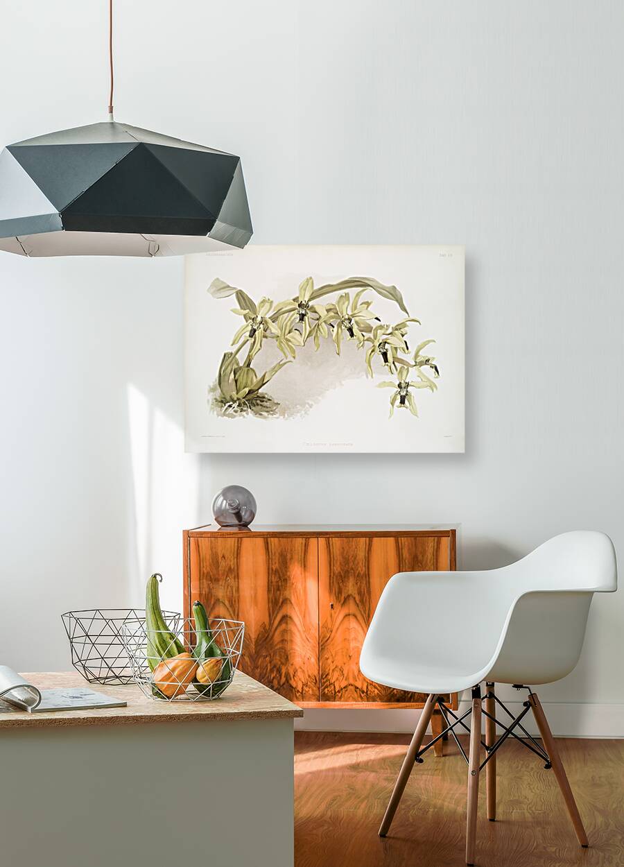 Coelogyne pandurata from Reichenbachia Orchids 1888-1894 illustrated by Frederick Sander 1847-1920.  Reproduction