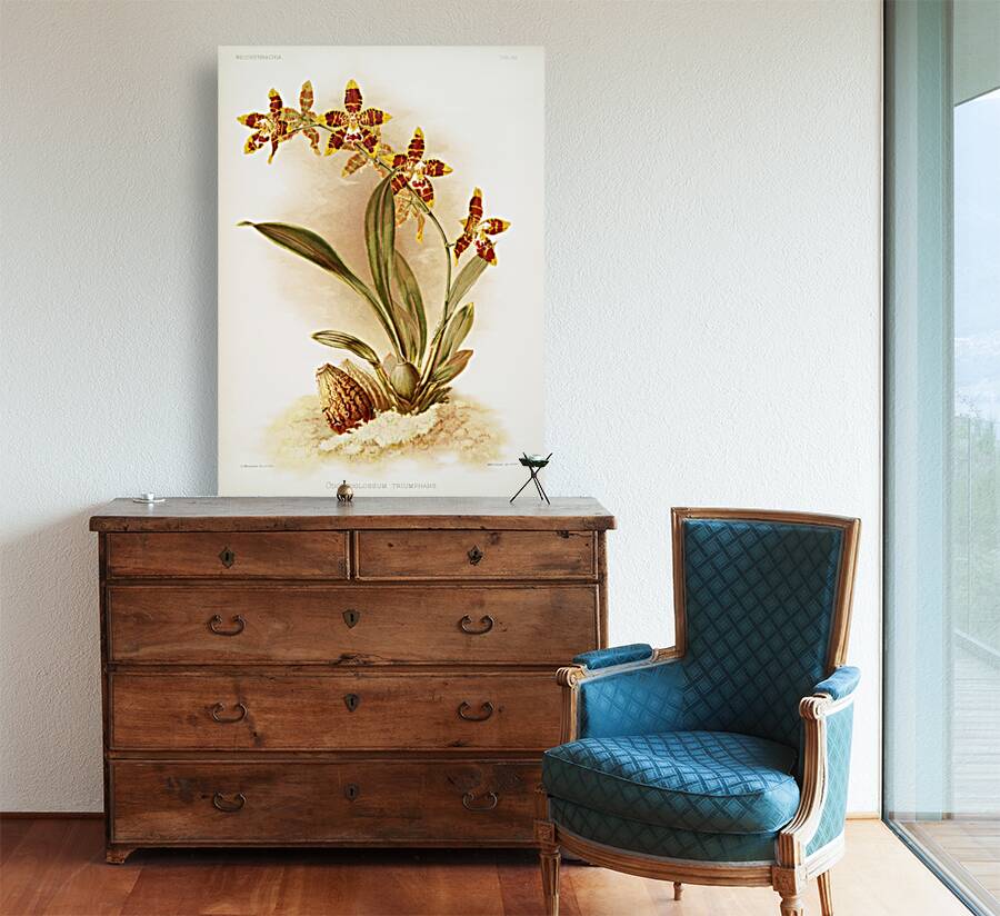 Odontoglossum triumphans from Reichenbachia Orchids 1888-1894 illustrated by Frederick Sander 1847-1920.  Reproduction