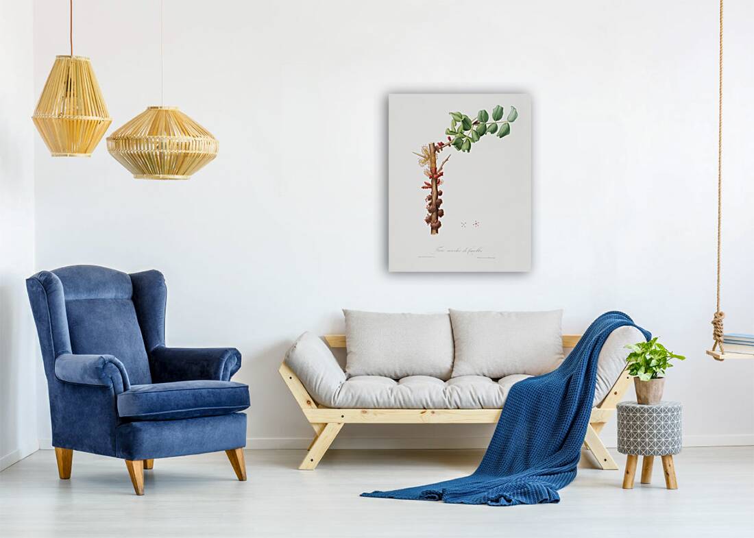 Carob flower Ceratonia siliqua from Pomona Italiana 1817 - 1839 by Giorgio Gallesio 1772-1839.  Reproduction