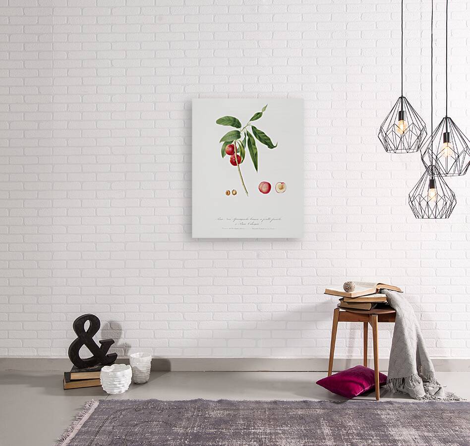 Apricot Pesca Ciliegia from Pomona Italiana 1817 - 1839 by Giorgio Gallesio 1772-1839.  Reproduction