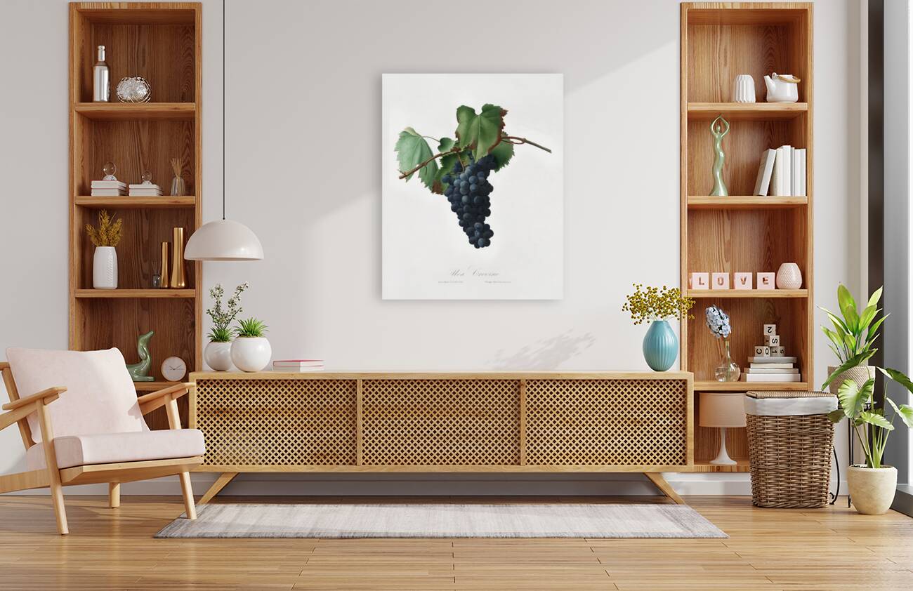 Peach Persica amygdalus from Pomona Italiana 1817 - 1839 by Giorgio Gallesio 1772-1839.  Reproduction