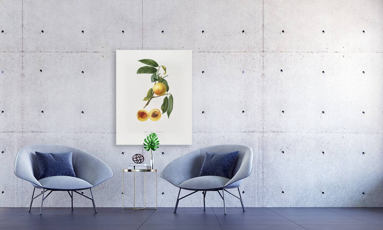 Peach Prunus persica from Pomona Italiana 1817 - 1839 by Giorgio Gallesio 1772-1839.  Reproduction