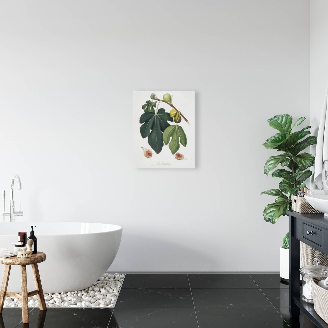 Fig Ficus carica sativa from Pomona Italiana 1817 - 1839 by Giorgio Gallesio 1772-1839.  Reproduction