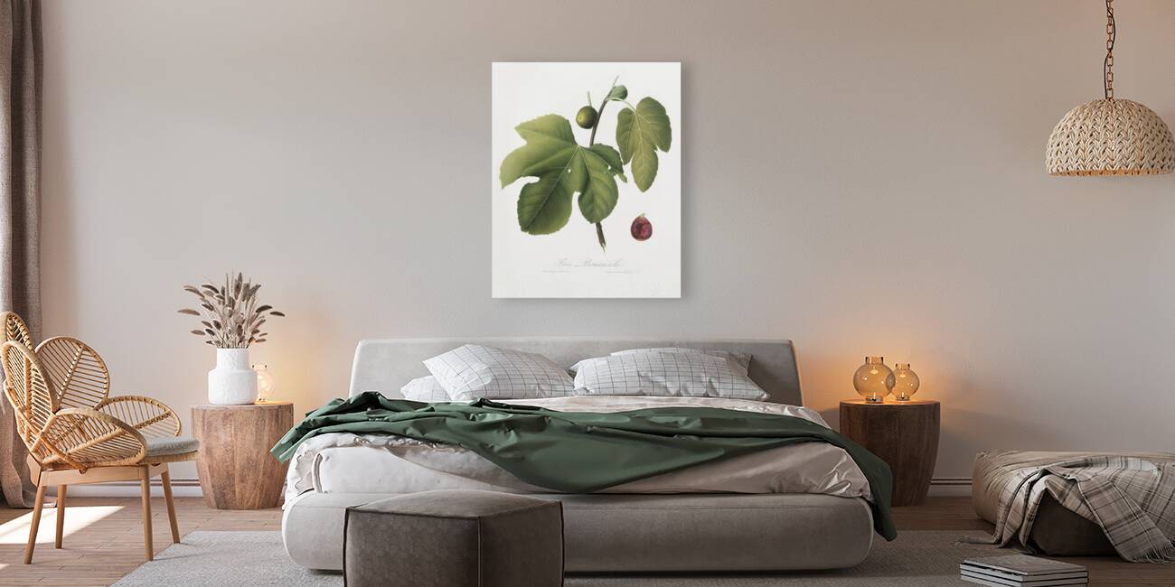 Briansole figs Ficus carica sativa from Pomona Italiana 1817 - 1839 by Giorgio Gallesio 1772-1839.  Reproduction