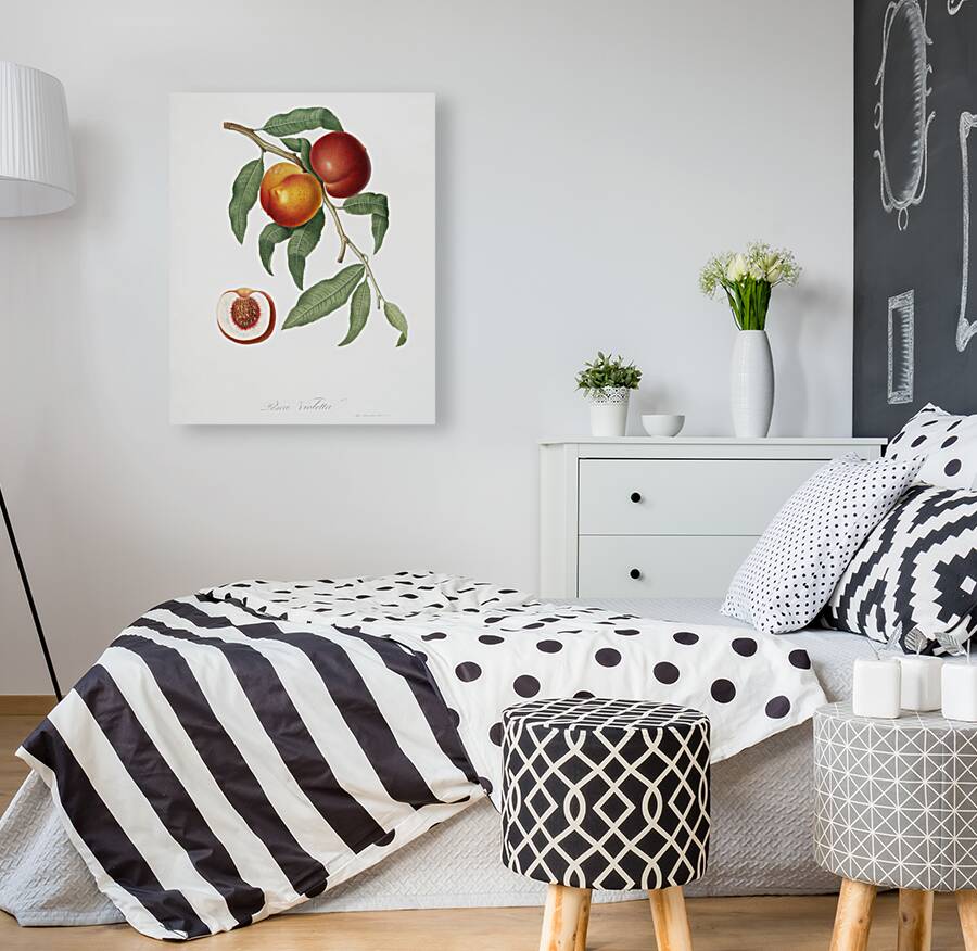 Walnut Persica violacea from Pomona Italiana 1817 - 1839 by Giorgio Gallesio 1772-1839.  Reproduction