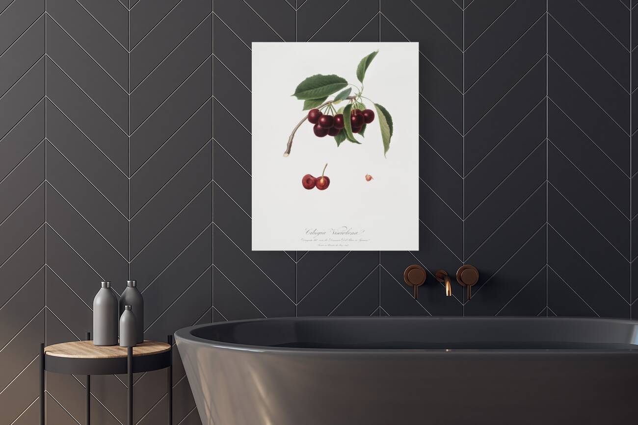 Cherry Cerasus visciola from Pomona Italiana 1817 - 1839 by Giorgio Gallesio 1772-1839.  Reproduction