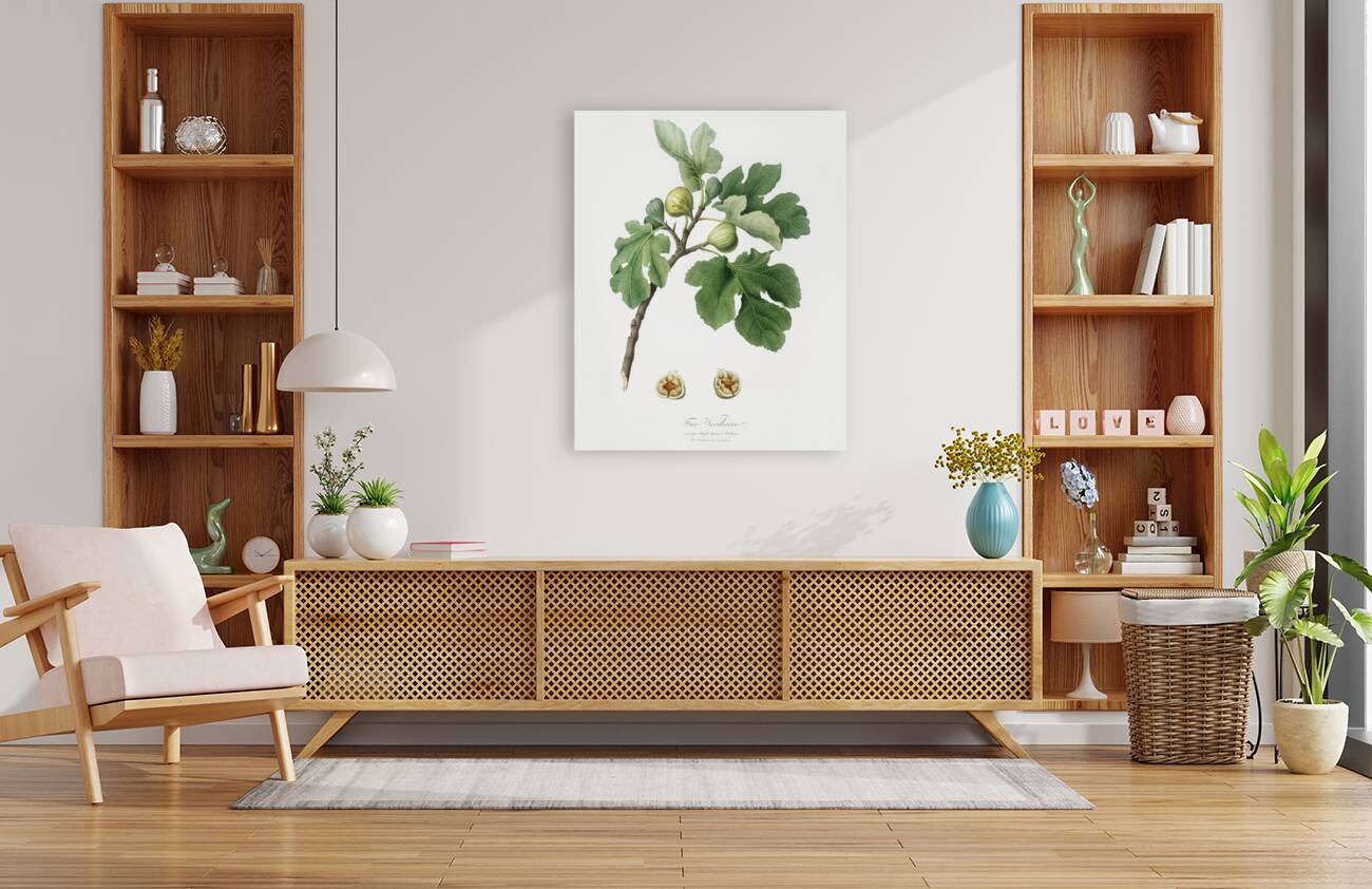 Fig Ficus carica from Pomona Italiana 1817 - 1839 by Giorgio Gallesio 1772-1839.  Reproduction