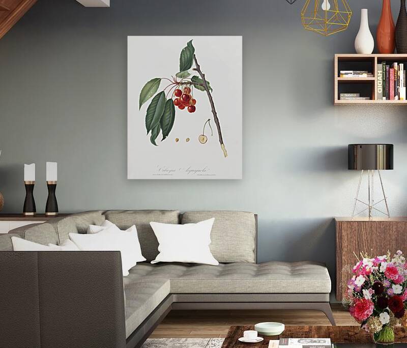 Cherry Prunus avium from Pomona Italiana 1817 - 1839 by Giorgio Gallesio 1772-1839.  Reproduction