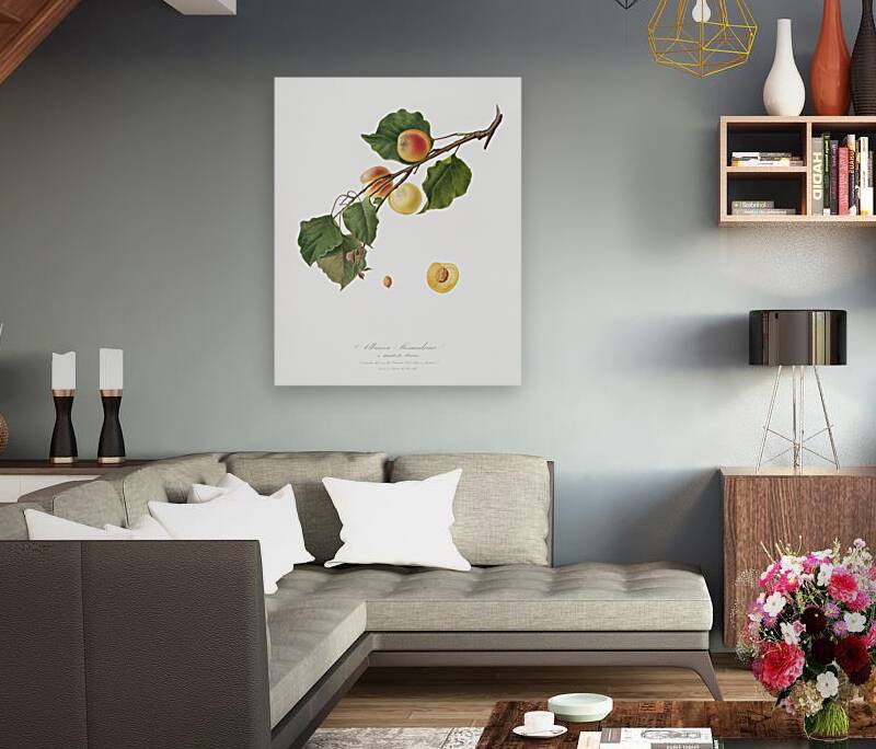 Apricot Armeniaca Alexandrina from Pomona Italiana 1817 - 1839 by Giorgio Gallesio 1772-1839.  Reproduction