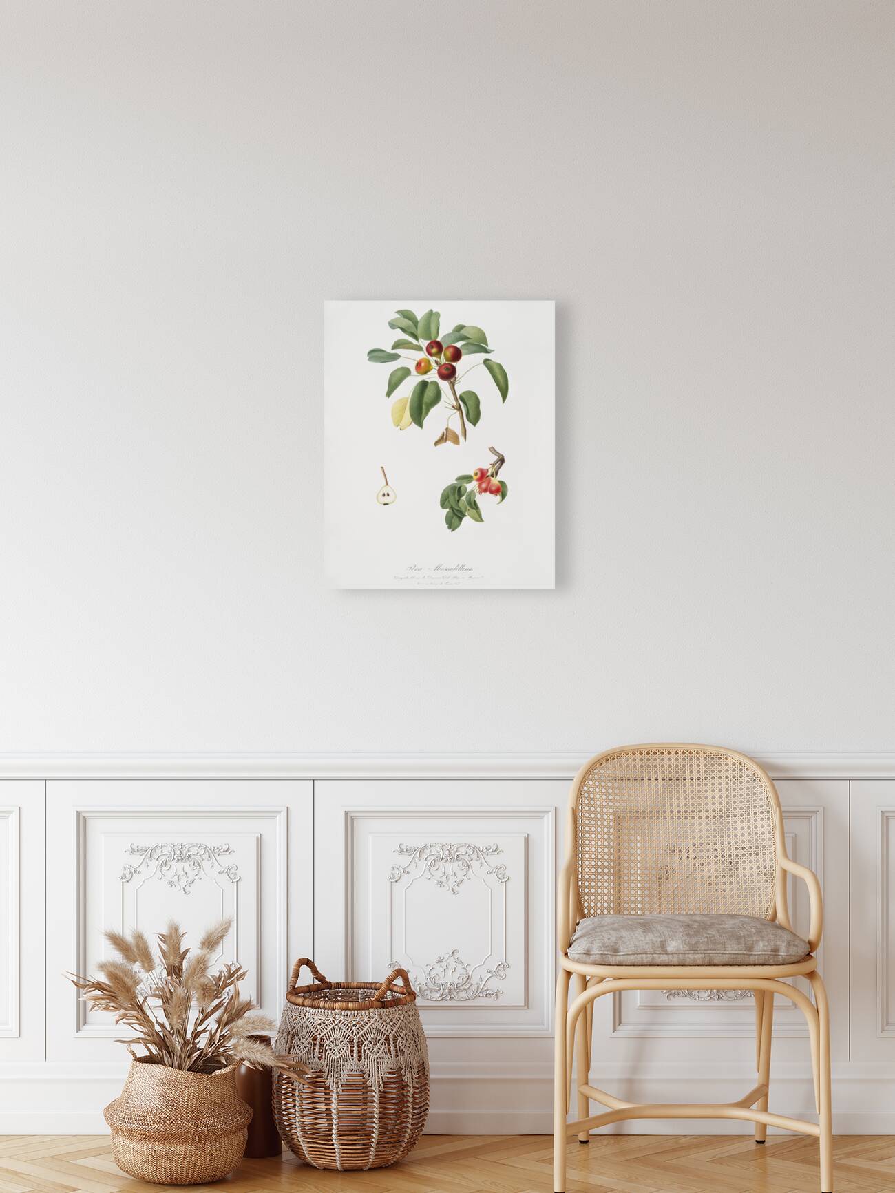 Musky pear Pyrus sativa from Pomona Italiana 1817 - 1839 by Giorgio Gallesio 1772-1839.  Reproduction