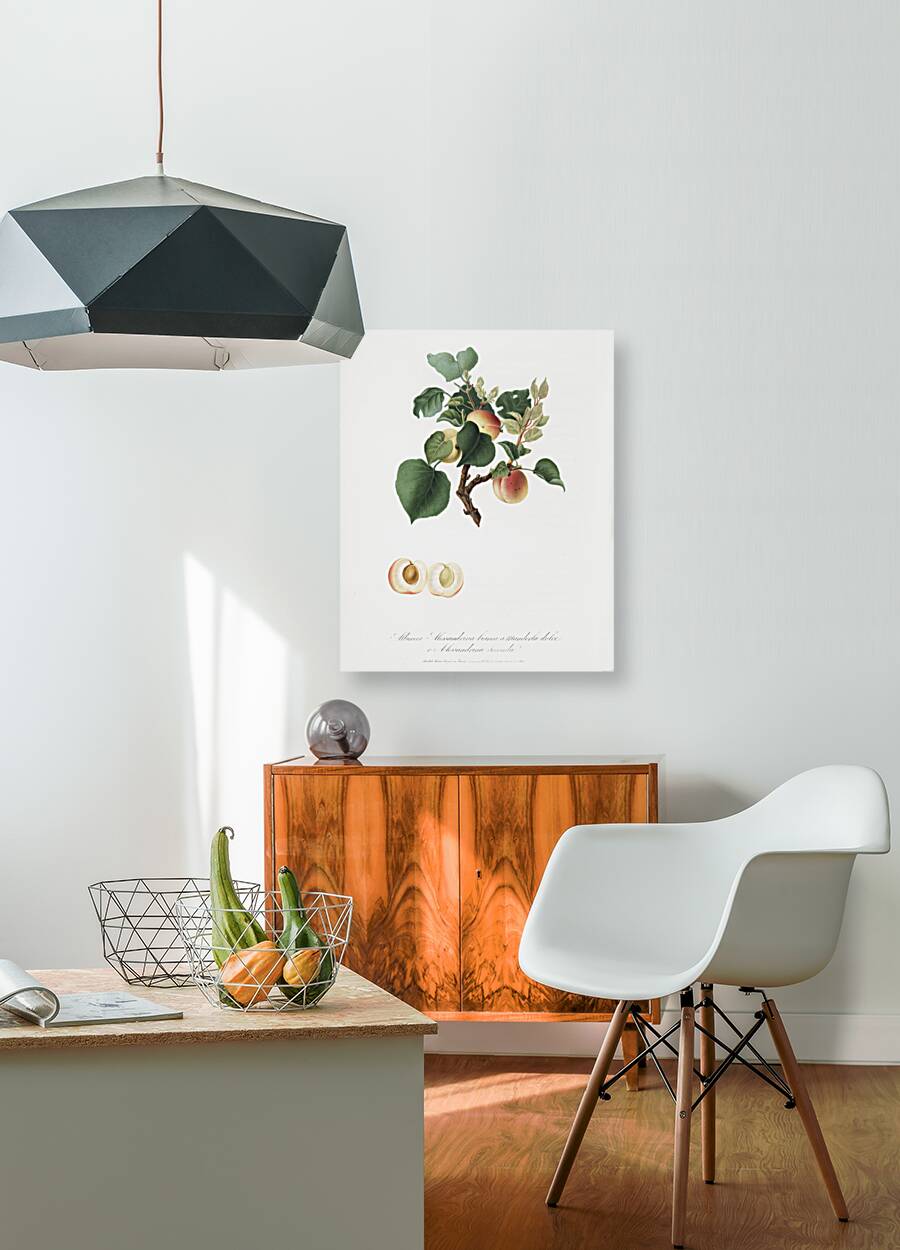 Apricot Alessandrina seconda from Pomona Italiana 1817 - 1839 by Giorgio Gallesio 1772-1839.  Reproduction