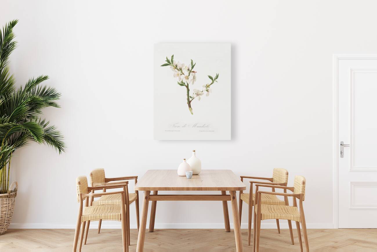 Almond tree flower Prunus dulcis from Pomona Italiana 1817 - 1839 by Giorgio Gallesio 1772-1839.  Reproduction