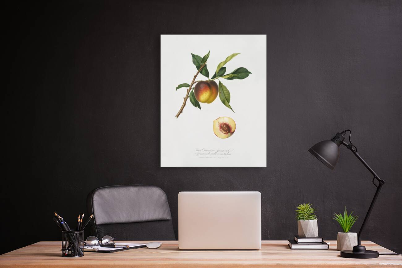 Peach Prunus persica from Pomona Italiana 1817 - 1839 by Giorgio Gallesio 1772-1839.  Reproduction