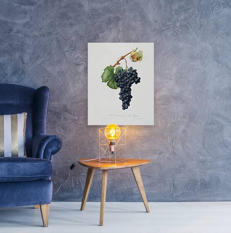 Grape Spanna Vitis vinifera Pedemontana from Pomona Italiana 1817 - 1839 by Giorgio Gallesio 1772-1839.  Reproduction