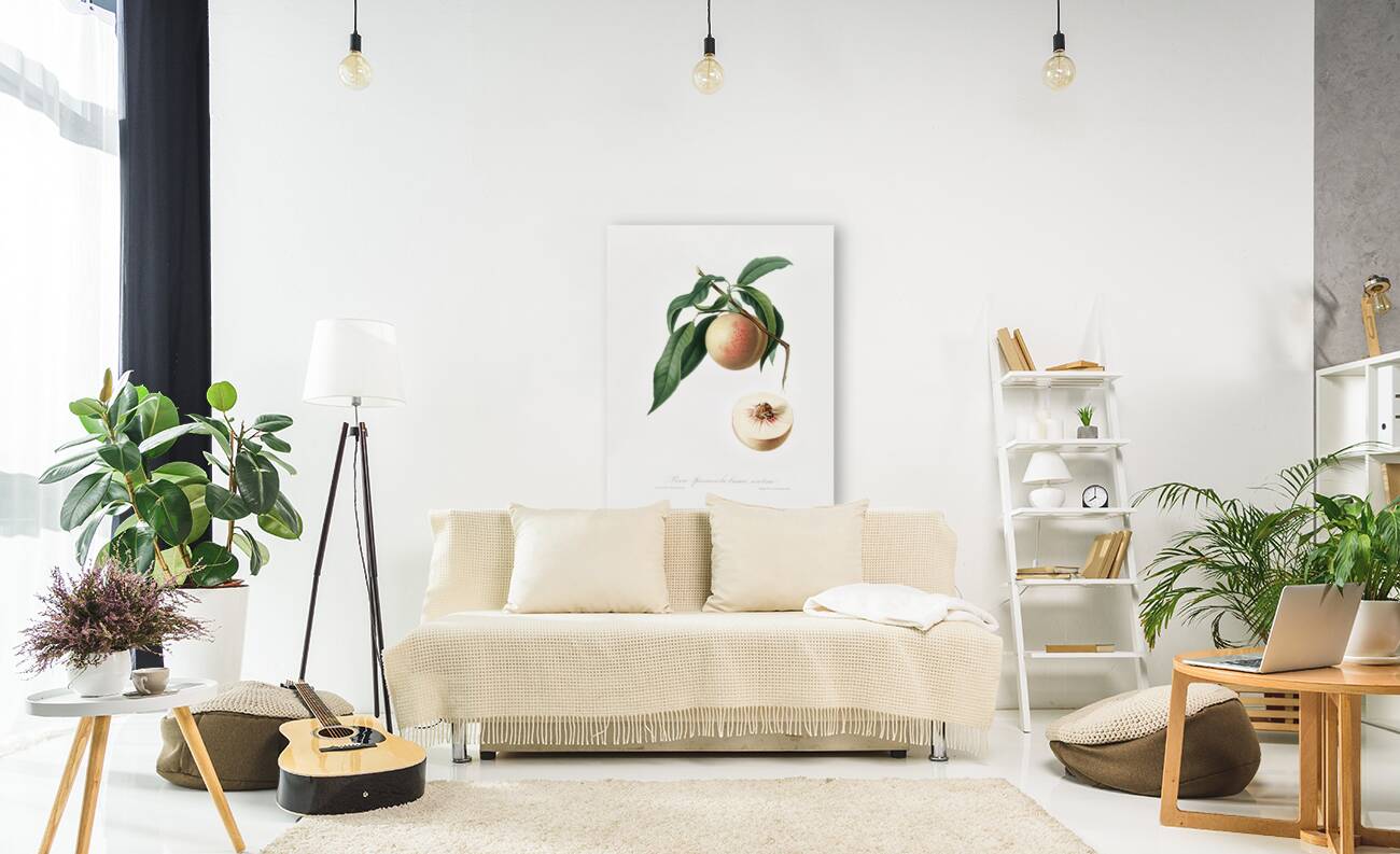 Peach Persica julodermis from Pomona Italiana 1817 - 1839 by Giorgio Gallesio 1772-1839.  Reproduction