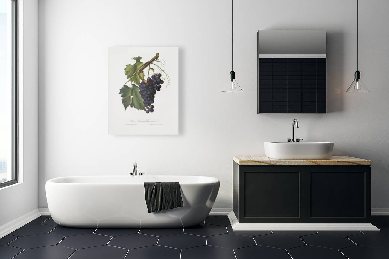 Black grape Vitis vinifera from Pomona Italiana 1817 - 1839 by Giorgio Gallesio 1772-1839.  Reproduction