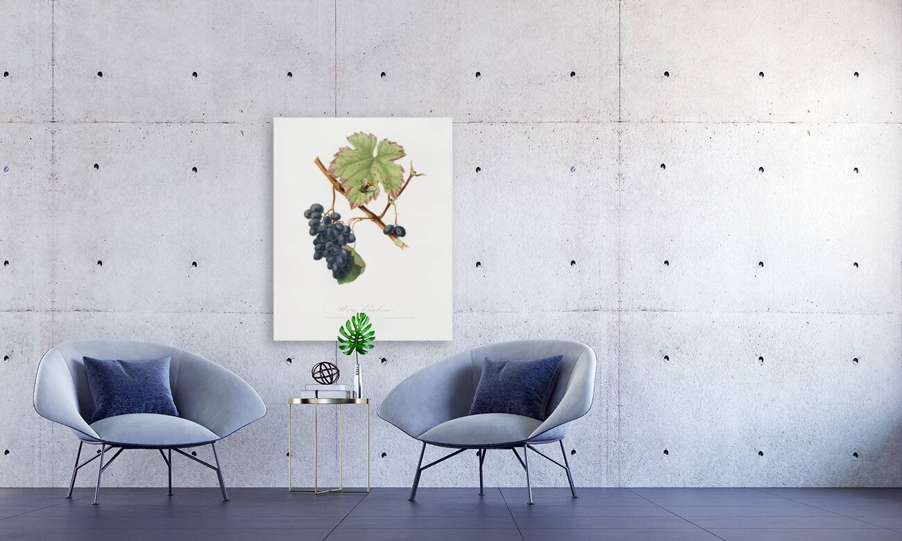 Peach Amygdalus persica iulodermis from Pomona Italiana 1817 - 1839 by Giorgio Gallesio 1772-1839.  Reproduction